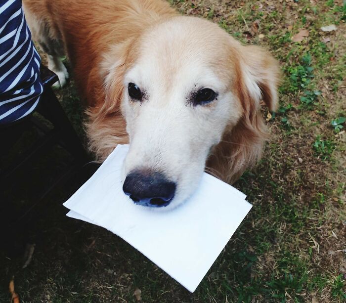 Golden retriever holding paper in mouth outdoors, showcasing one of the most insane dog mom things in a playful moment.