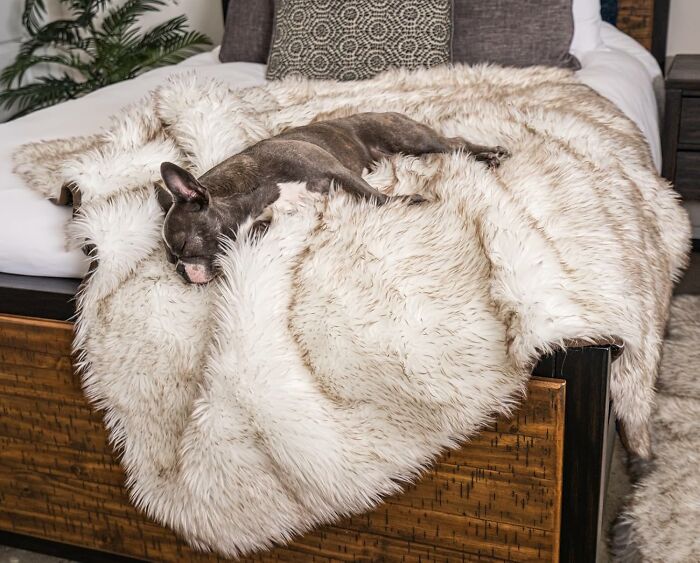Small dog resting on a fluffy faux fur blanket on a wooden bed, one of the viral products trending on TikTok.