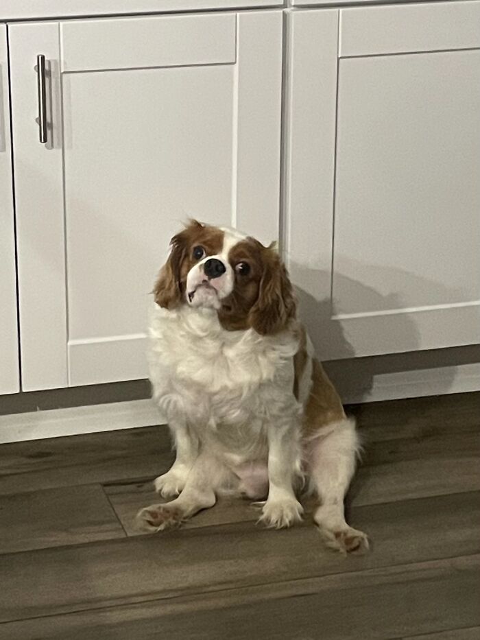 Awkward photo of a small brown and white dog sitting oddly on a wooden floor in front of white kitchen cabinets.