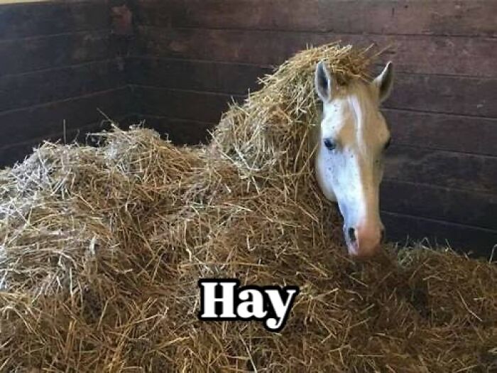Horse covered in hay with text overlay saying Hay, a funny and cute animal meme to brighten your day.
