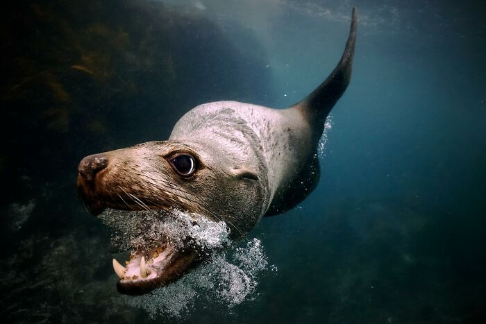 Underwater sea lion swimming swiftly, bubbles around its open mouth, showcasing animals at their most majestic.