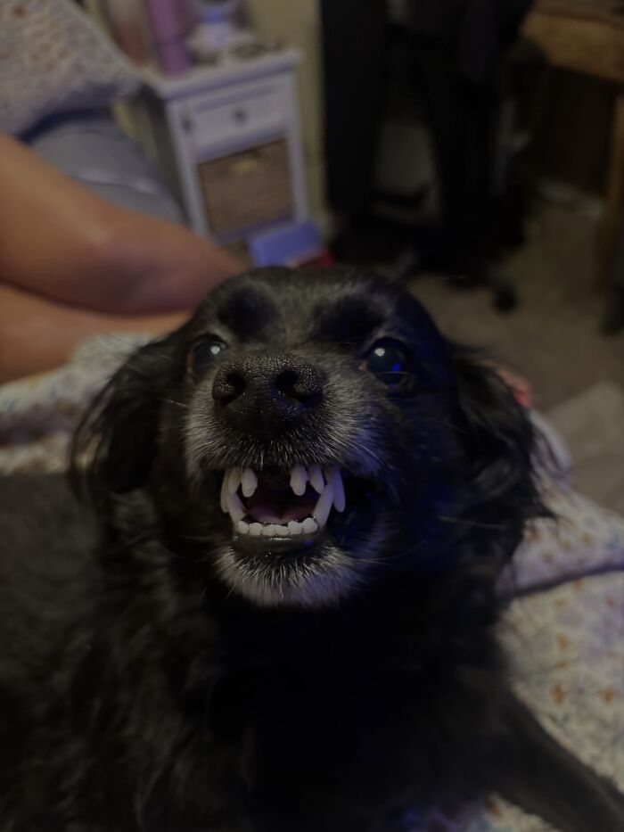 Black dog showing awkward teeth in a humorous pet photo taken by owners to share funny pet moments.