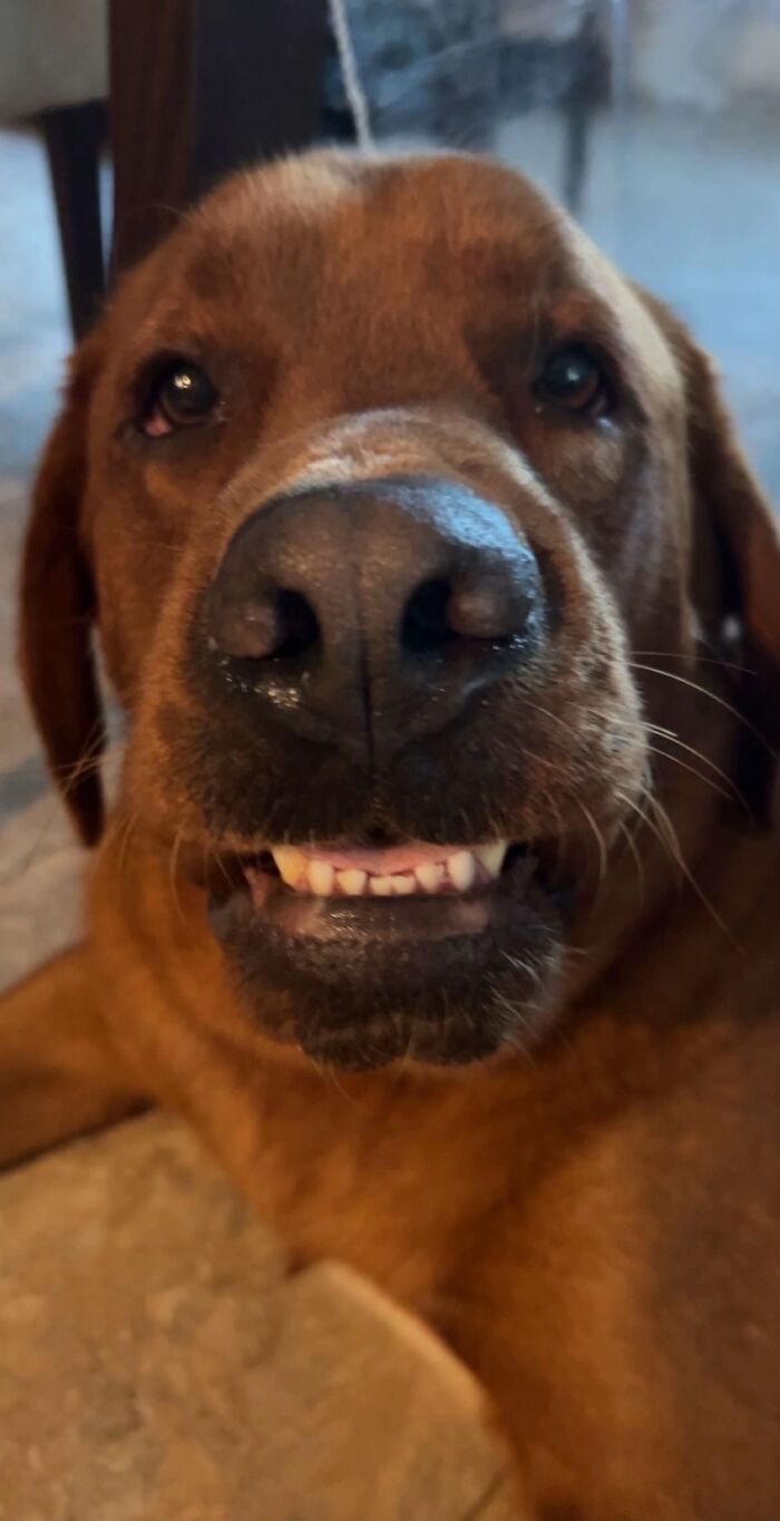Close-up of a dog making an awkward smile, one of the funny awkward photos of pets shared by people.