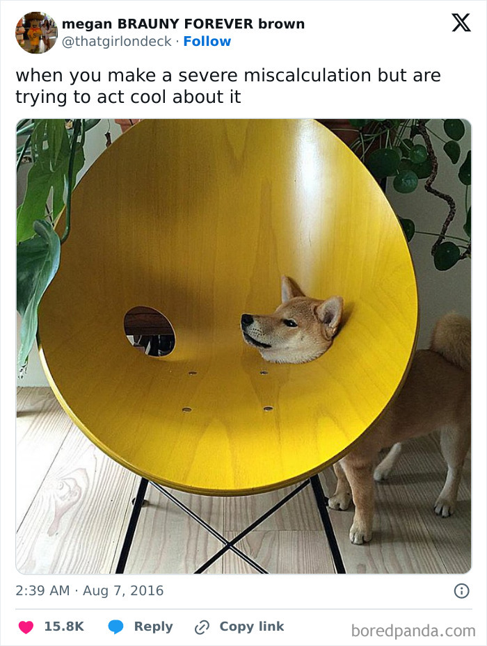 Shiba Inu dog stuck inside a large yellow circular chair, showing a funny animal stuck moment.