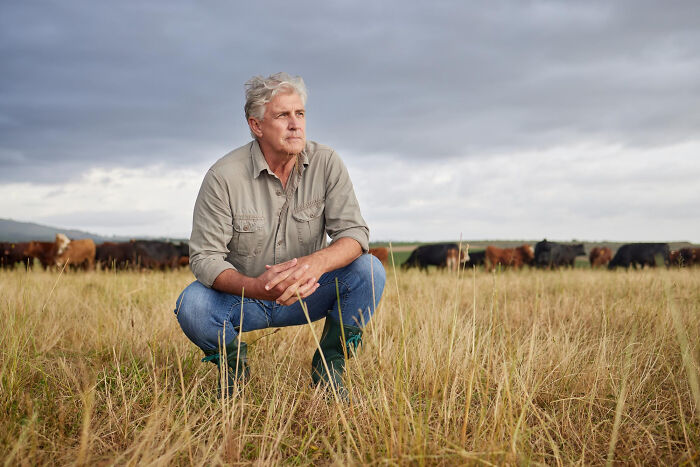 Man in field with cattle, reflecting on Thanksgiving arguments about politics and mashed potatoes shared online.