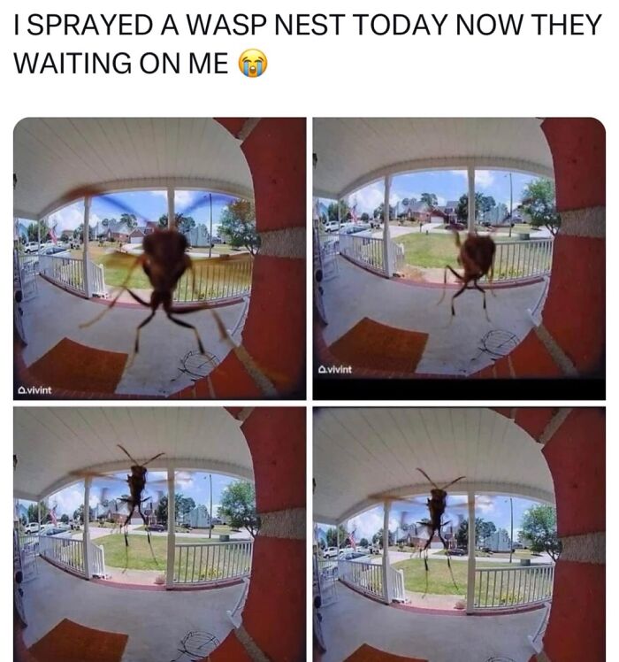 Close-up of a wasp hovering by a front porch door captured on a security camera, illustrating funny memes about life moments.