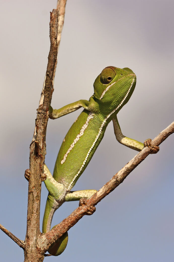 Green chameleon climbing on dry tree branches in a stunning wildlife photo with natural light and clear background.