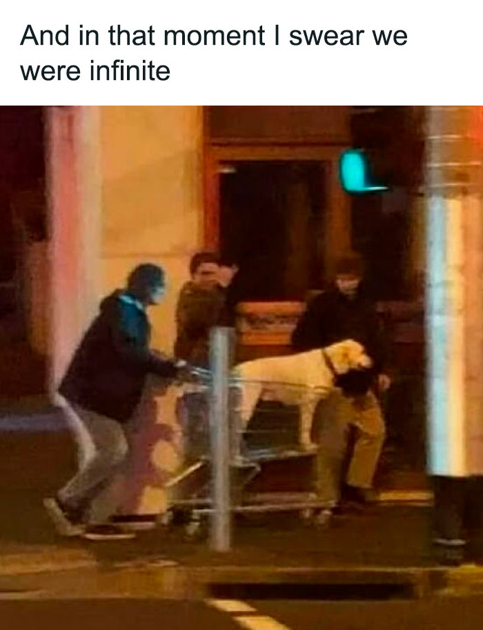 Three people pushing a dog in a shopping cart at night in a nightlife scene from popular pics that go hard.
