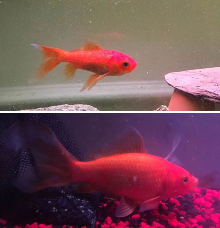 Red goldfish swimming in aquarium environments, illustrating creepy and terrifying moments faced by urban explorers.
