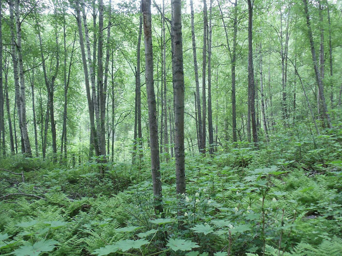 Dense green forest in Alaska, illustrating the disturbing case of a man who fatally attacked a 19-year-old girl. Dense green forest in Alaska, illustrating the disturbing case of a man who fatally attacked a 19-year-old girl.