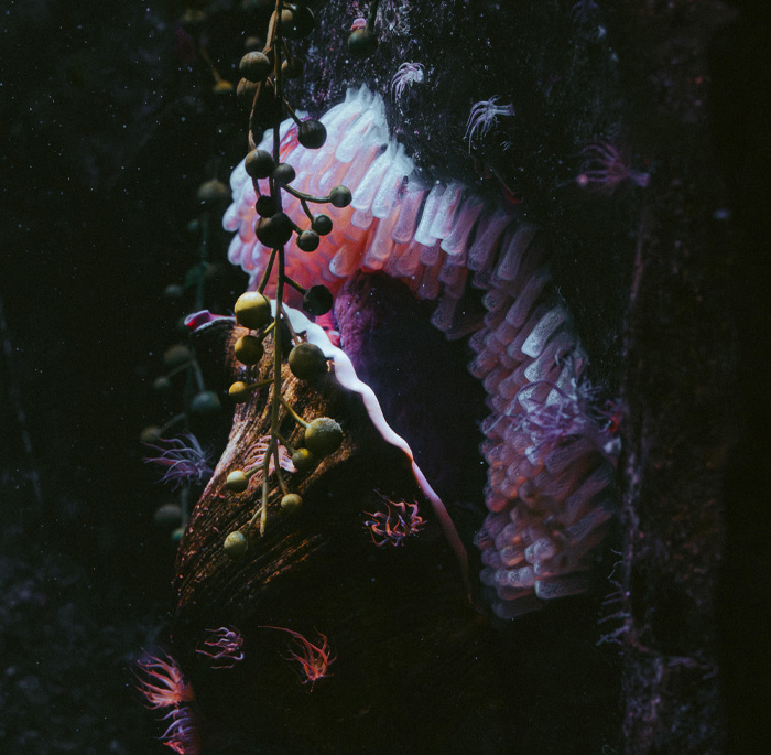 Underwater close-up of the slowest animal in the world surrounded by sea plants and marine life in dark water.
