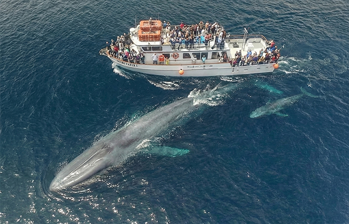 Aerial view of a whale alongside a boat with people observing, showcasing one of the strongest animals in the world.