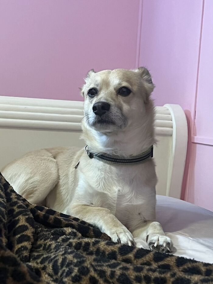 Light tan dog with a collar sitting on a bed with leopard print blanket against pink and white walls, awkward pet photo.