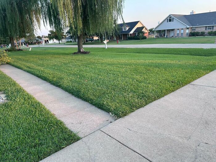 Well-maintained garden lawn with a large tree, bordered by sidewalks in a residential neighborhood before the first freeze.