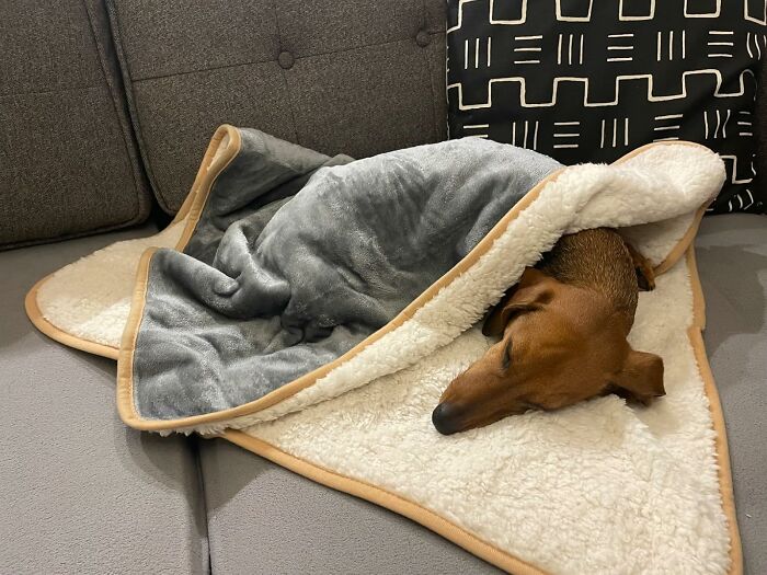 Small brown dog feeling lucky, cozy and wrapped in a soft gray and cream blanket on a couch.