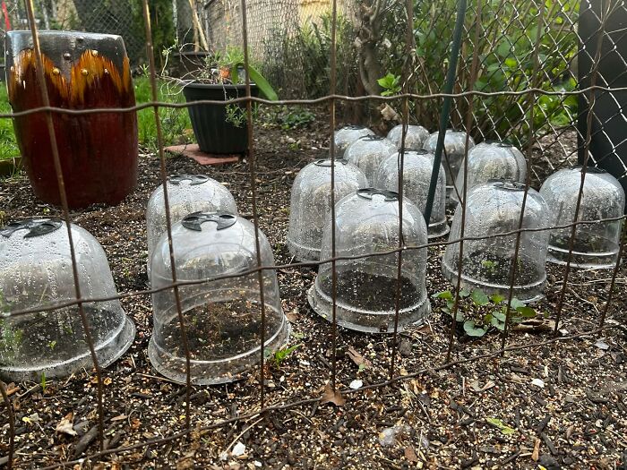 Clear plastic cloches protecting garden seedlings from cold, preparing the garden before the first freeze.