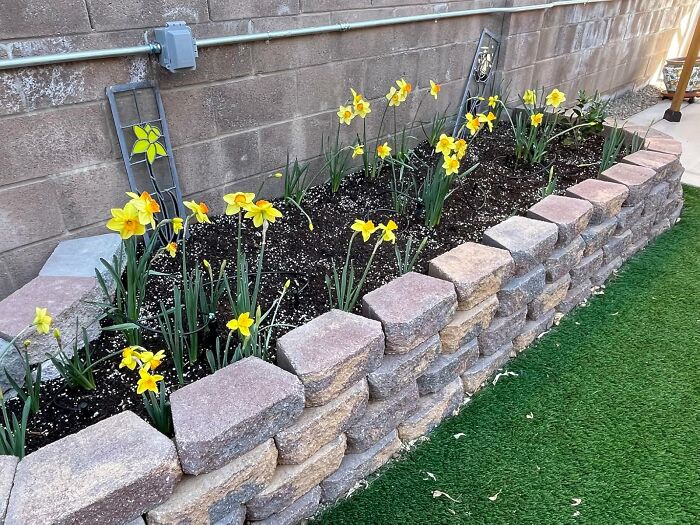 Raised garden bed with blooming daffodils and fresh soil, ready for fall garden care before the first freeze.