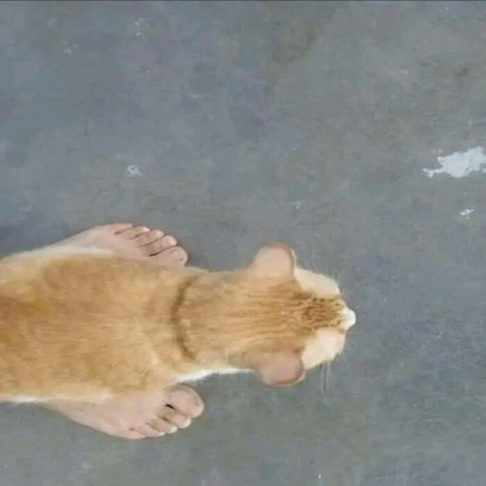 Top view of a cat sitting near bare feet on a concrete surface, one of the pics that go hard liked by many people.