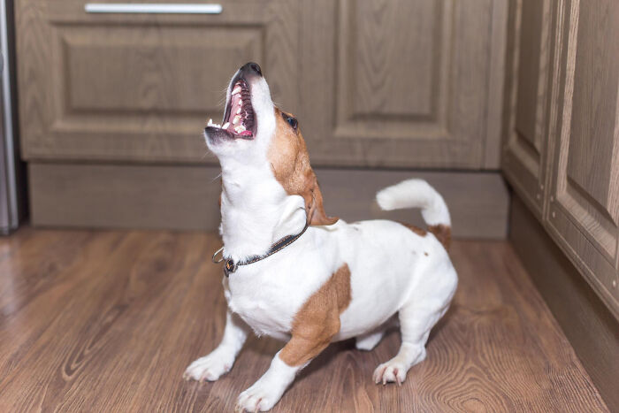 Small brown and white dog barking inside a kitchen, capturing one of the most insane dog mom things moments.