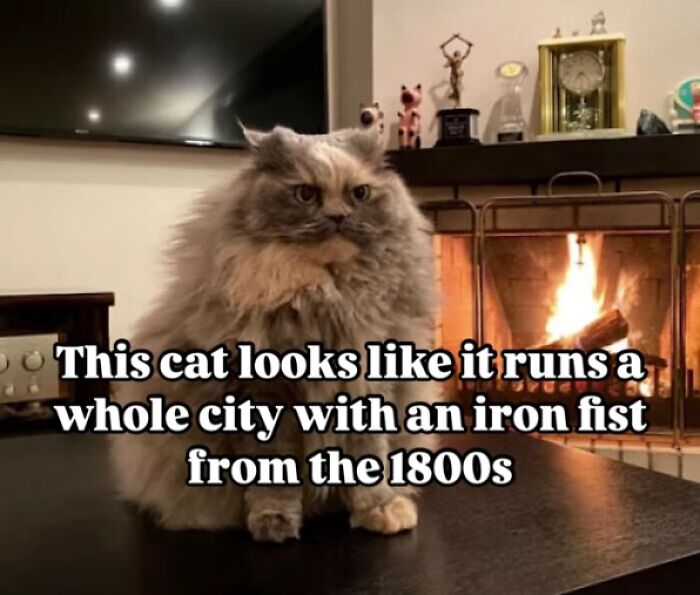 Fluffy cat sitting on a table in front of a fireplace with a funny and cute animal meme caption.