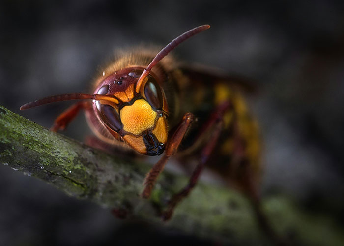 Close-up of a terrifying insect on a branch, illustrating the most terrifying things people have found online.