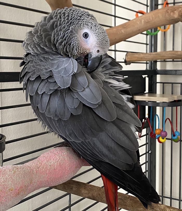 African grey parrot preening feathers inside a cage, showcasing one of the smartest animals studied by science.