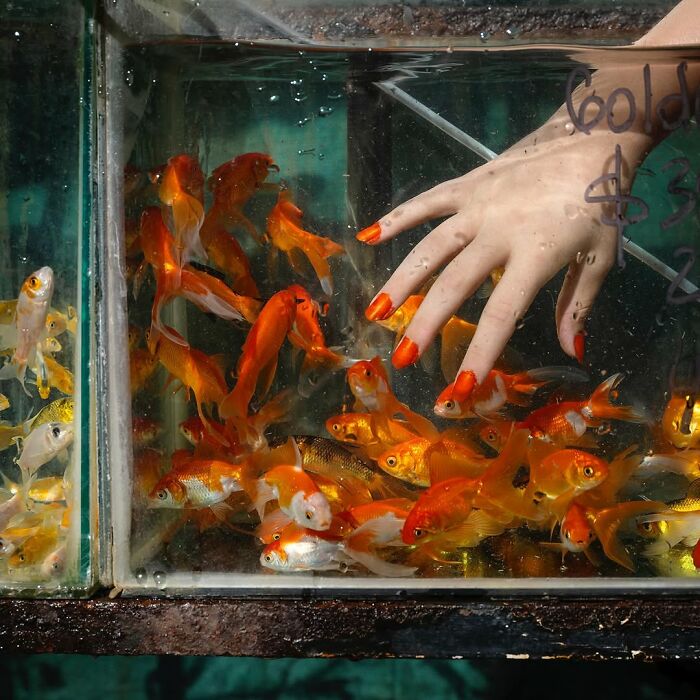 Human hand with orange nail polish reaching into a tank full of orange goldfish, showing pets and humans looking alike.