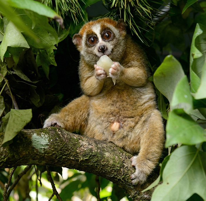 Slow animal with large eyes sitting on a tree branch in dense green foliage, holding and eating fruit.
