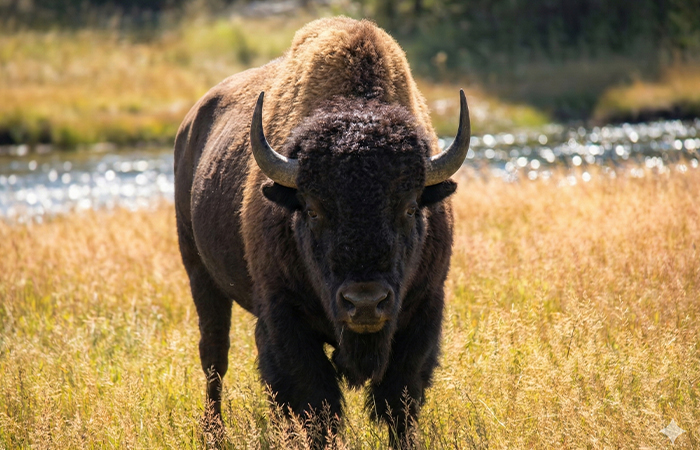 A fierce bison standing in a sunny grassy field near a river, representing one of the strongest animals in the world.