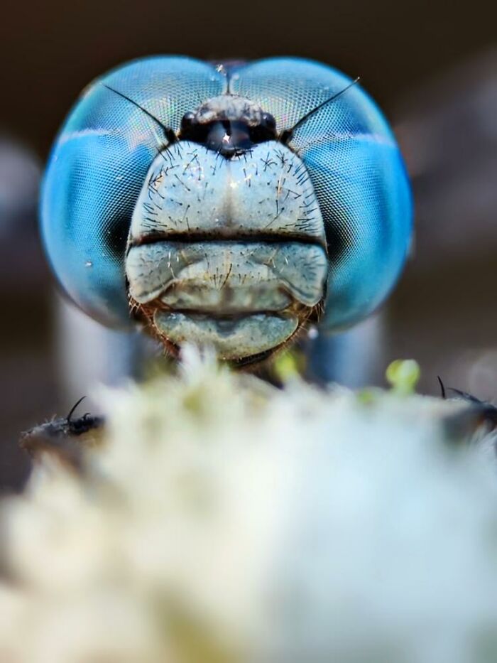 Close-up macro photo of a tiny insect with vibrant blue compound eyes revealing detailed textures and hairs.