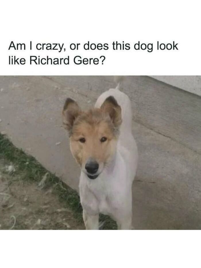 Dog with a funny expression resembling a celebrity, part of cute animal memes to bring positivity to your day.
