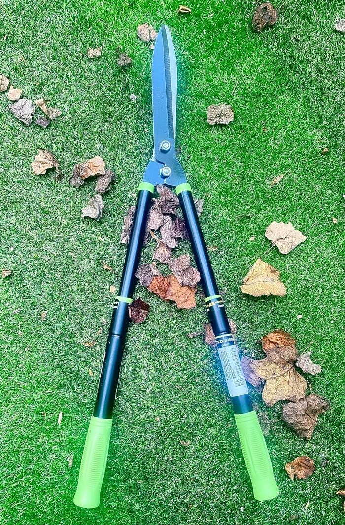 Garden hedge shears on green grass with dried leaves showing essential garden tasks before first freeze.