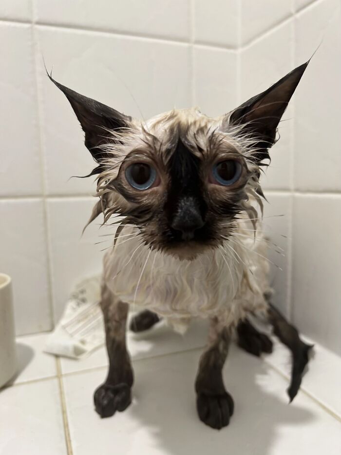 Wet cat with large eyes and damp fur in a tiled shower, one of the awkward photos of pets shared online.