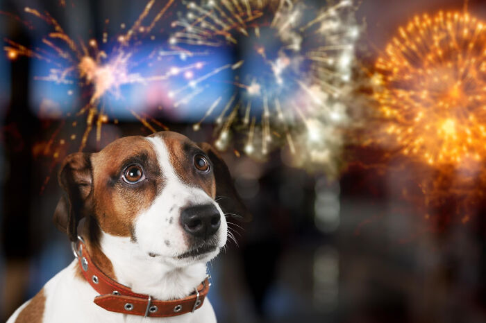 A dog with a brown and white coat wearing a collar looking anxious near bright fireworks at night, showing most insane dog mom things.