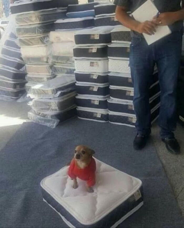 Small dog wearing red shirt sitting on a mattress pad in a store with stacked mattress pads in the background.