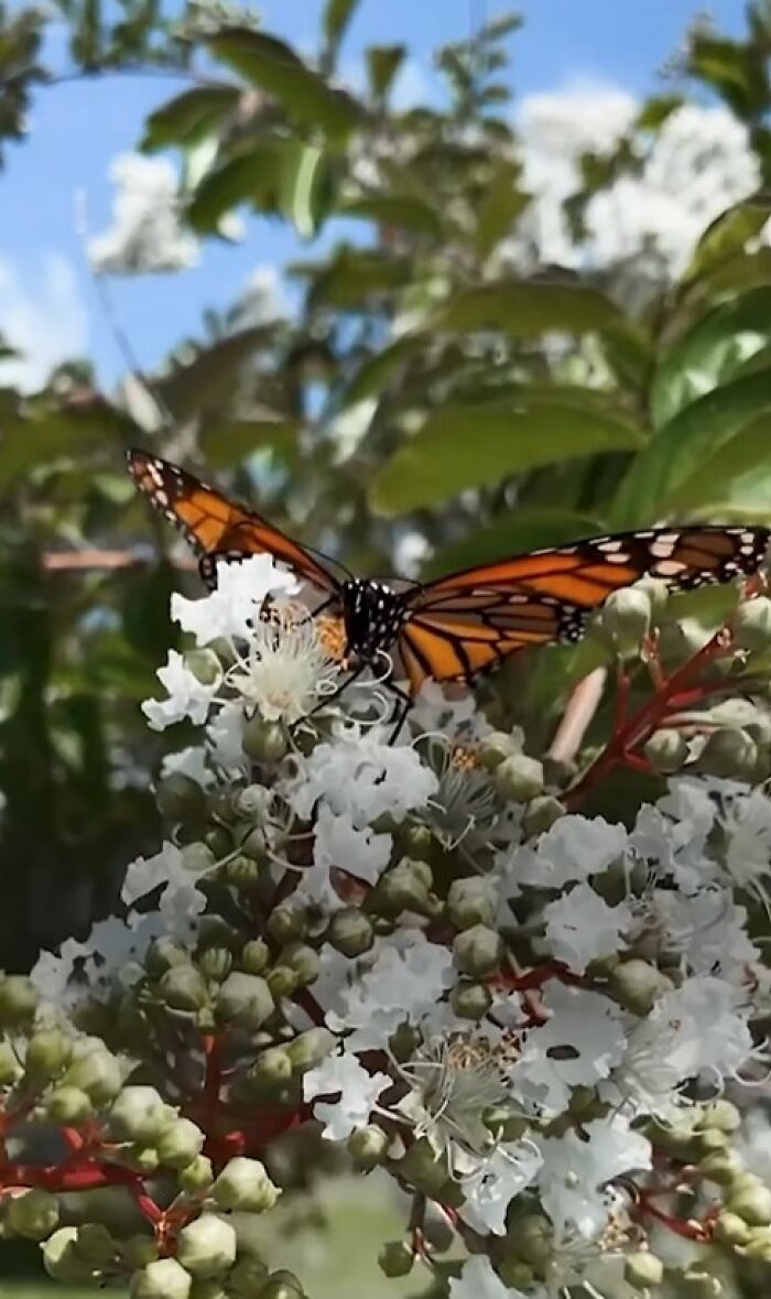 Monarch butterfly with a broken wing resting on white flowers, showing a delicate wing transplant from a caring couple.