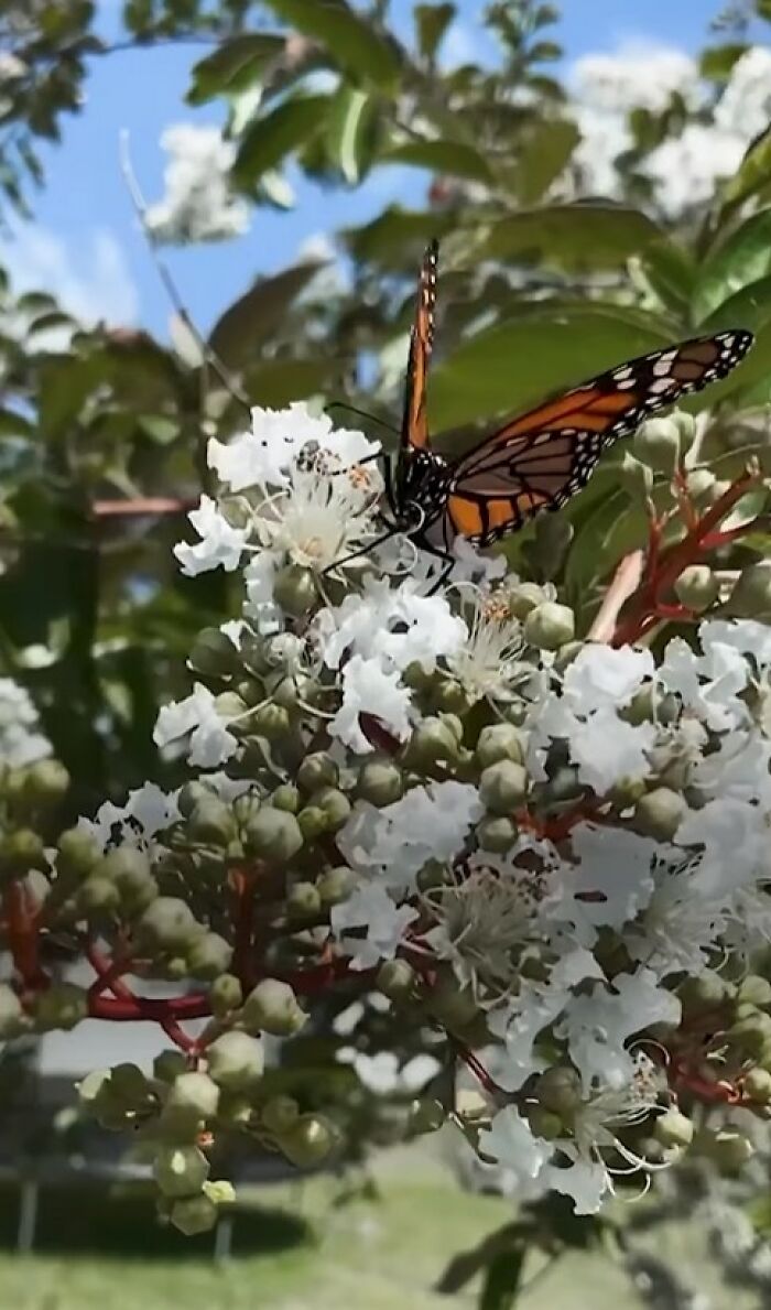 Monarch butterfly with a broken wing on white flowers, showing a tiny wing transplant saving the butterfly.