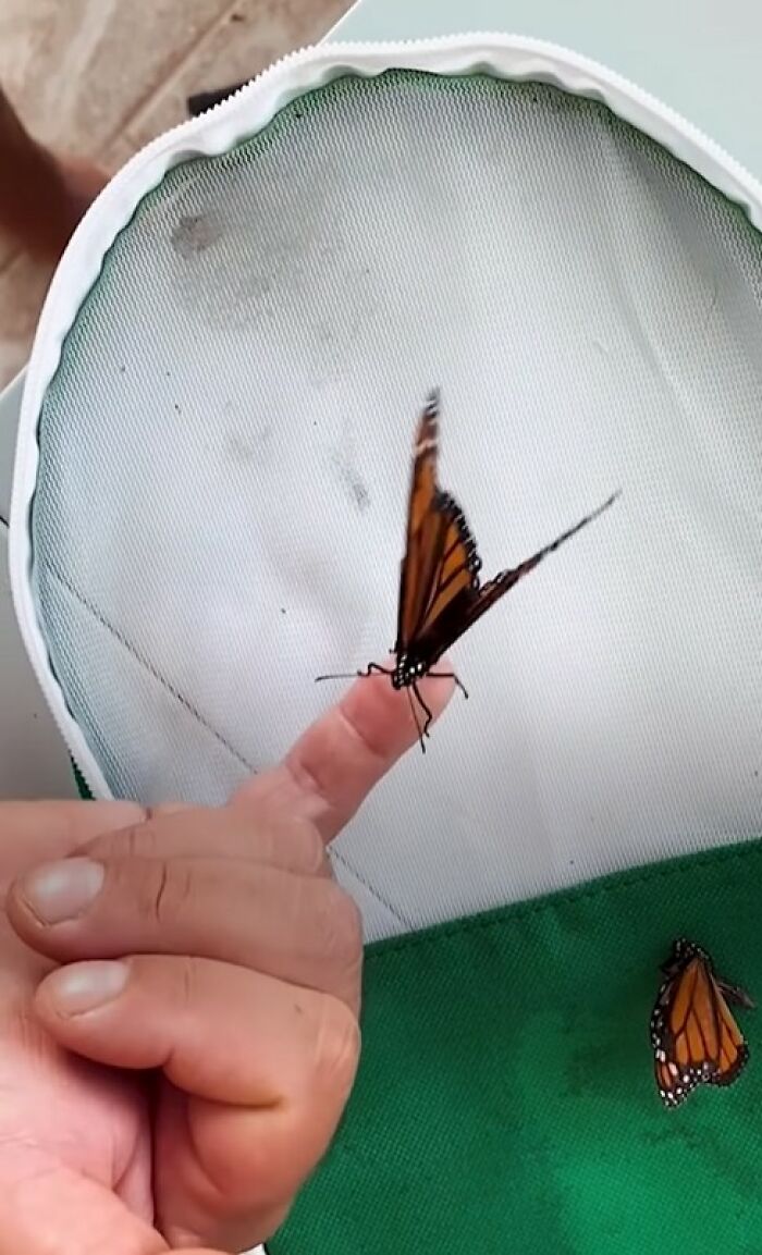 Butterfly with a broken wing perched on a finger after a tiny wing transplant performed to save it.