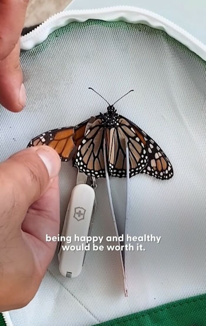 Hands performing a tiny wing transplant on a butterfly with a broken wing to save and heal it.