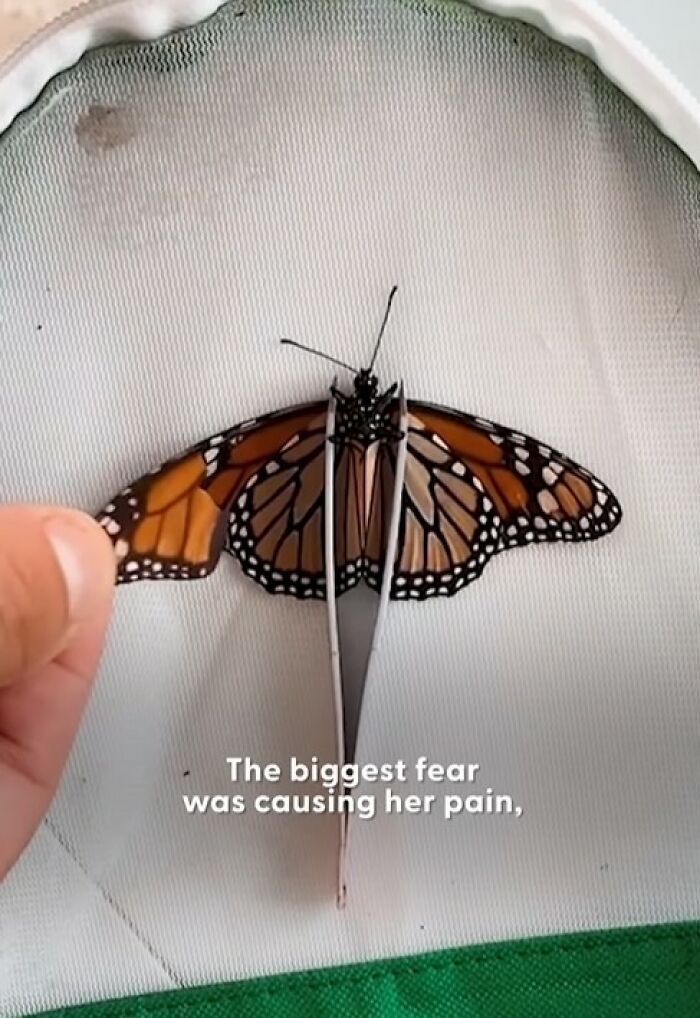 Close-up of a butterfly with a broken wing being carefully handled for a tiny wing transplant by a couple.