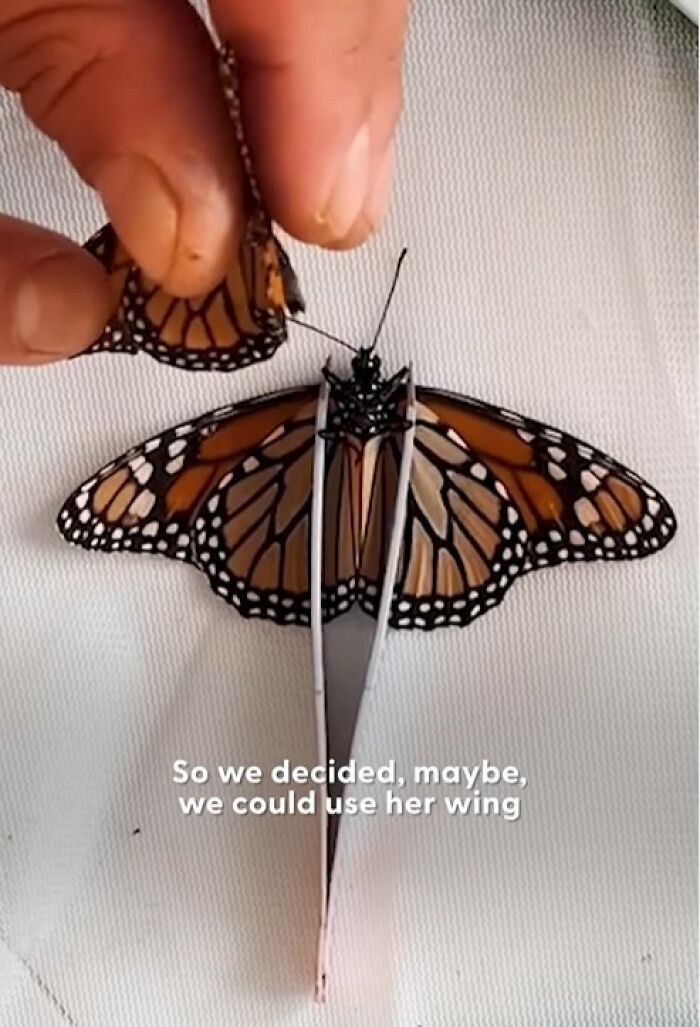 Close-up of hands performing a tiny butterfly wing transplant to save a butterfly with a broken wing on a white surface.