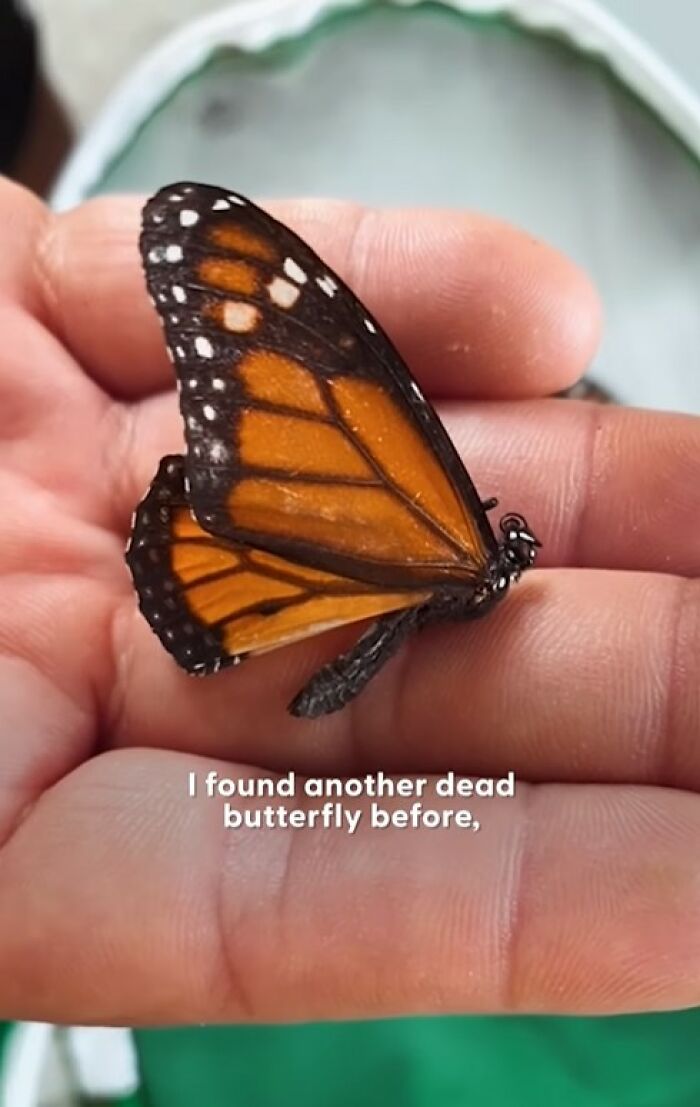 Couple holding a butterfly with a broken wing, performing a tiny wing transplant to save it.