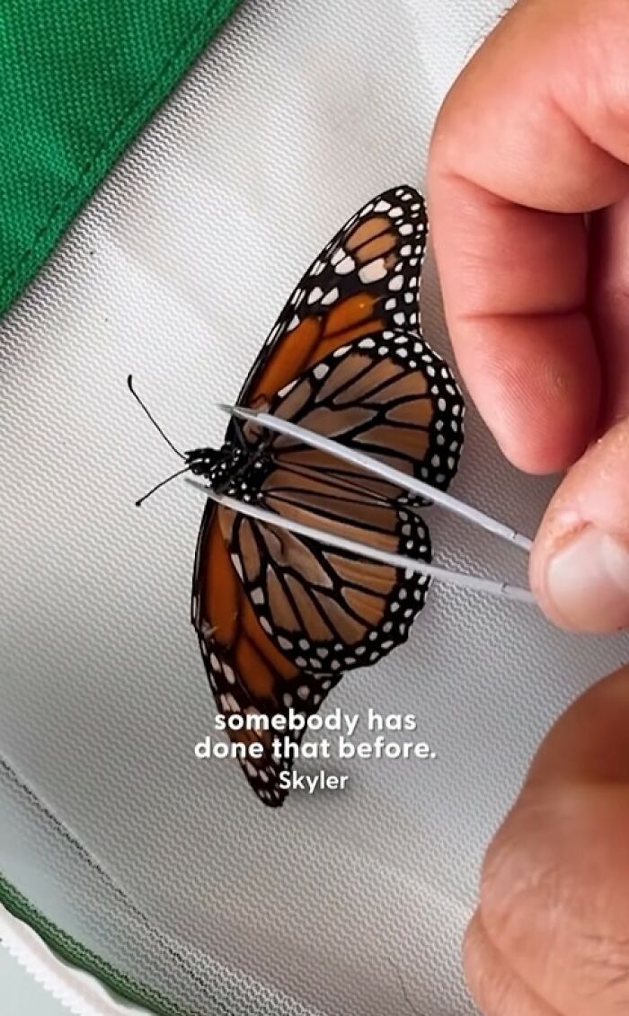 Close-up of a person performing a tiny wing transplant on a butterfly with a broken wing to save it.