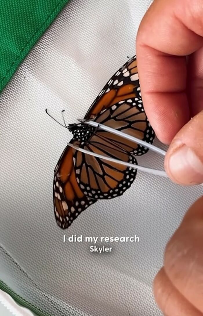 Couple performing a tiny butterfly wing transplant to save a butterfly with a broken wing using tweezers carefully.
