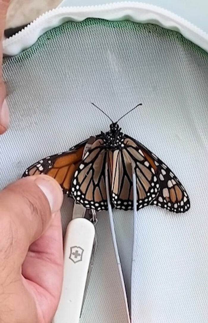 A person performing a tiny butterfly wing transplant on a monarch butterfly with a broken wing using tweezers.