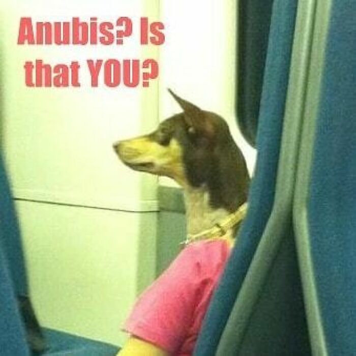 Dog with a human body wearing a pink shirt on a bus seat, funny ancient Egypt meme referencing Anubis.
