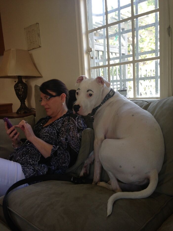 Perro con cejas pintadas sentado en sofá junto a mujer concentrada en celular, mostrando momentos divertidos de hombres sin crecer.