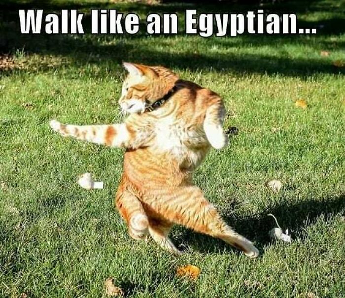 Orange cat striking a playful pose on grass with text about walking like an Egyptian in a funny Ancient Egypt meme.