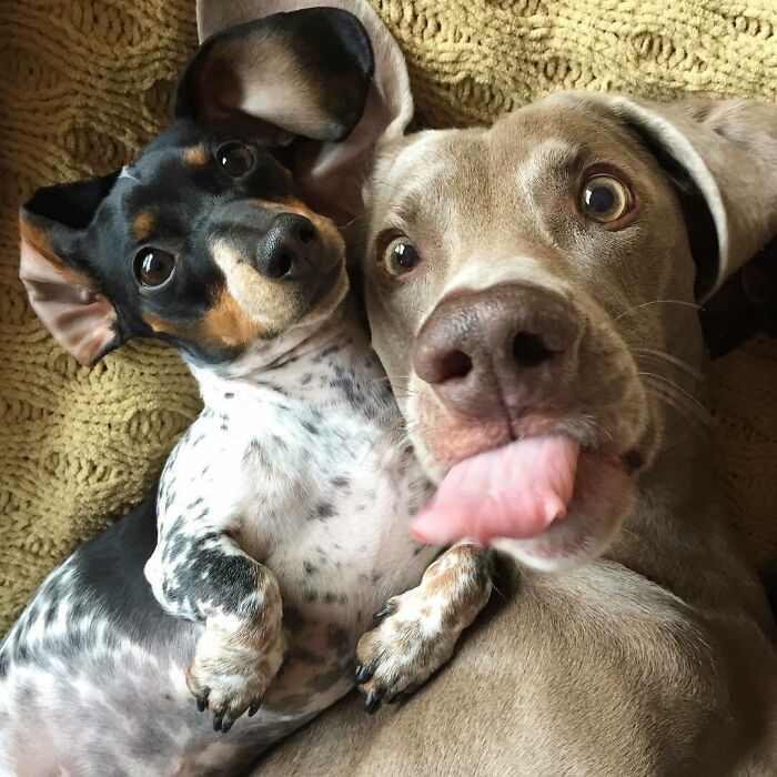 Two dogs lying on a blanket with one dog playfully sticking out its tongue in a cute animal selfie moment.