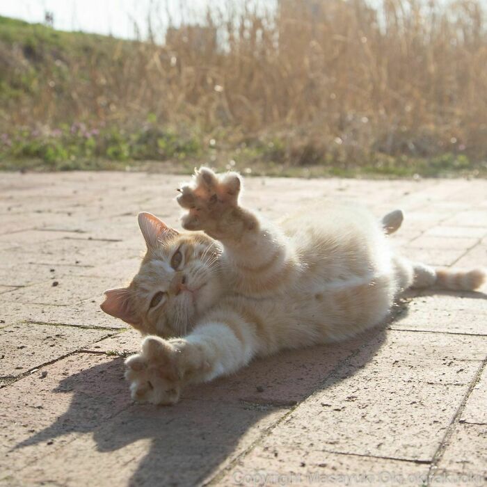 Stray cat in Japan stretching and reaching out on a sunlit paved path with dry grass in the background.